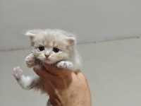 A kalite british longhair silver point