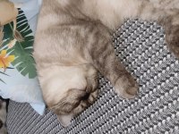 British shorthair blue point