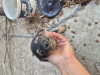 Sevimli köpekler sıcak bir yuva arıyor