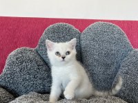 Maviş bebek kediler
