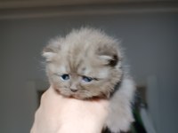 Dünyalar tatlısı ömürlük scottish fold dostlar