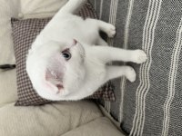 Scottish fold ve scottish straight
