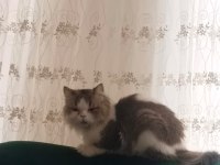 İran kedileri