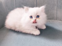 A Kalite Güzel Bir Soya Sahip British Longhair Yavru