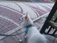pomeranian tilki surat