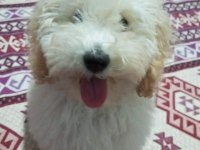 Maltipoo Erkek Köpeğimiz