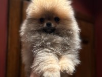 65 Günlük Pomeranian Boo Yavrularımız Sağlıklı Irk