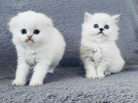 British Longhair Ve Scottish Yavrular Özel Kalite