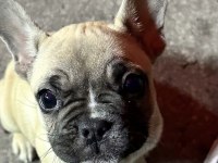 Dişi tatlı mı tatlı french / fransız bulldog