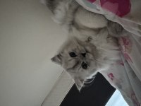 British longhair 7 aylık kedimiz
