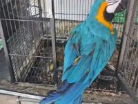 BELGELİ ÇİPLİ ARA MACAW ÖZEL RENK
