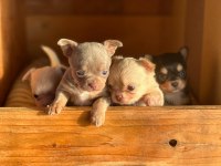 Şivava (chihuahua)