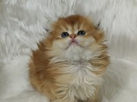 Safkan scottish fold longhair dişi yavru