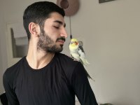 6 AYLIK SULTAN PAPAĞANI