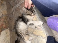 Annesiz İki Tane Yavru Kedi