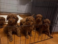 Orjinal Cins Toy Poodle Aciliyetli