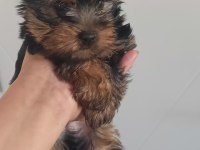Orjinal yorkshire terrier mini minnacıklar