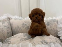 Kore Kan Poodle Yavrularımız