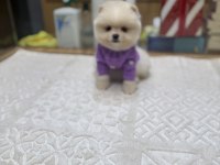 Tedy Face Pomeranian Boo Yavrularımız