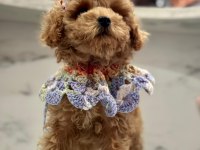 F1 KALİTE MALTİPOO BEBEKLERİM