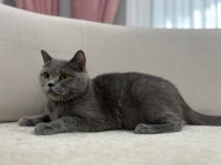 Yetişkin British Kedilerim Sahiplendirilecektir
