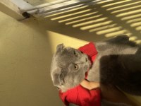 80 günlük iç dış paraziti yapılmış dişi scottish fold acil