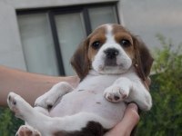BEAGLE YAVRUMUZ