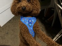Erkek Poodle 1 Yaşında Erkek