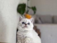 Brıtısh Shorthair Dünya Güzeli Yavrularım