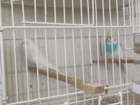Jumbo muhabbet