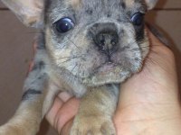 Dişi merle tan anatomi harikası french bulldog