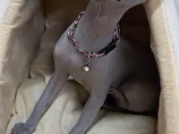 Sphynx Sfenks