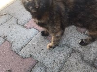 Dişi kedimize ömürlük yuva arıyoruz