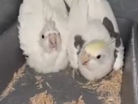 2 takım cf sultan papağanı