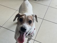 ÜCRETSİZ SAHİPLENDİRME KÖPEĞİMİZ