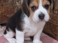 Beagle Yavrularımız ırk garantilidir