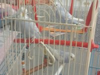 Muhabbet kuşu hepsi bebek 3 haftalık evimde büyüttüm