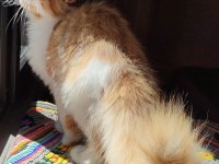 Geleceğin şampiyon adayı safkan şecereli maine coon
