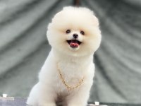 Evlerinize getirecek pomeranian boo köpekler hazır