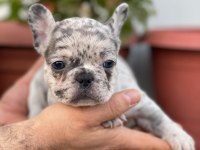 Üst Kalite French Bulldog Yavrularım Teslime Hazır