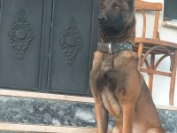 KNPV Çalışma Hattı Belçika Malinois Yavruları