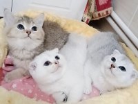 Safkan A Kalite Scottish Fold Bebeklerim