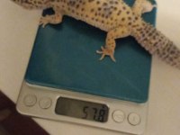 1 yaşında dişi leopar gecko