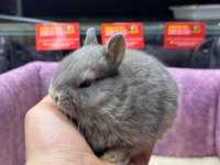 Cüce Netherland Dwarf Tavşanlar