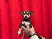 A+Plus Pinscher Yavrular