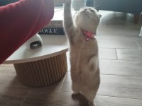 Scottish fold Fıstık yeni yuvasını arıyor
