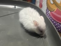 Uzun tüylü suriye hamsterları yeni sahiplerini bekliyor