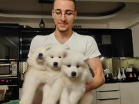 23 Haziran doğumlu Safkan A Kalite samoyed bebekler
