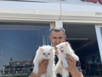 YENİ SCOTTISH FOLD YAVRULAR BRITISH YAVRULAR ANKARA 