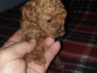 Minik Poodle Yavrular Yeni Yuvalarını Arıyorlar